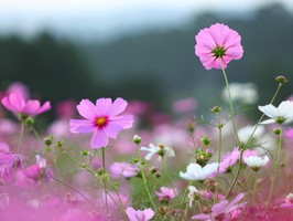 幼稚園児のコンクールレッスン